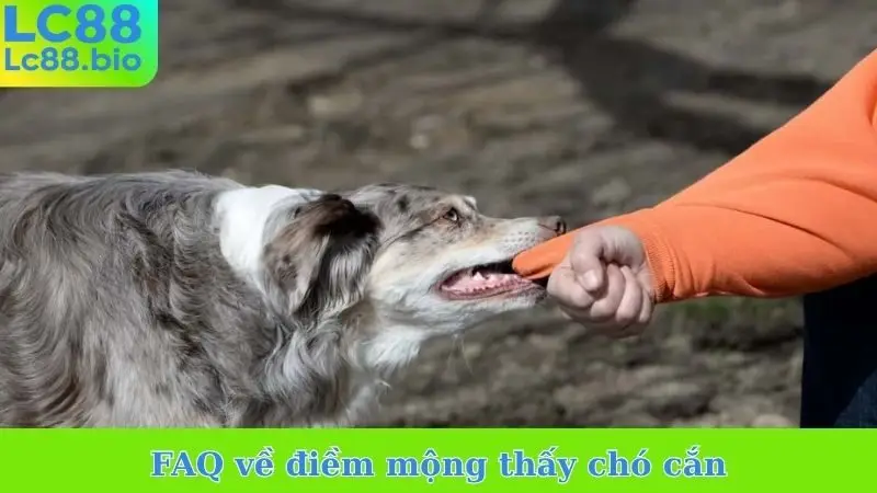 FAQ về điềm mộng thấy chó cắn